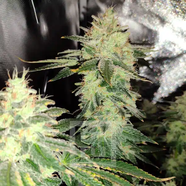 Blackberry Moonrocks Seeds