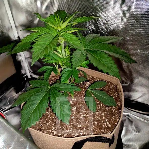 Blackberry Moonrocks USA