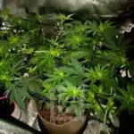 Blackberry Moonrocks 4 week