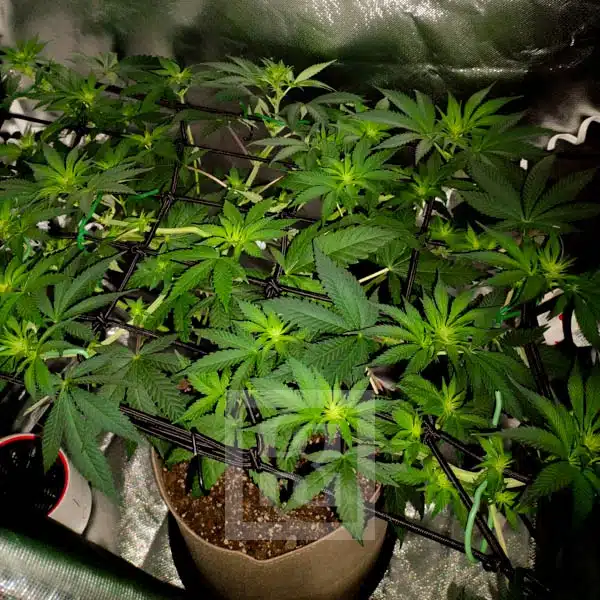 Blackberry Moonrocks 4 week