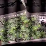 Blackberry Moonrocks Indoor