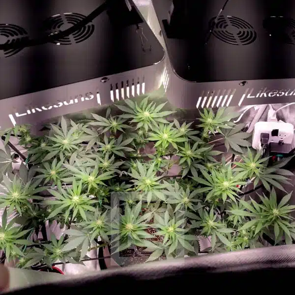 Blackberry Moonrocks Indoor