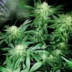 Blackberry Moonrocks flower time