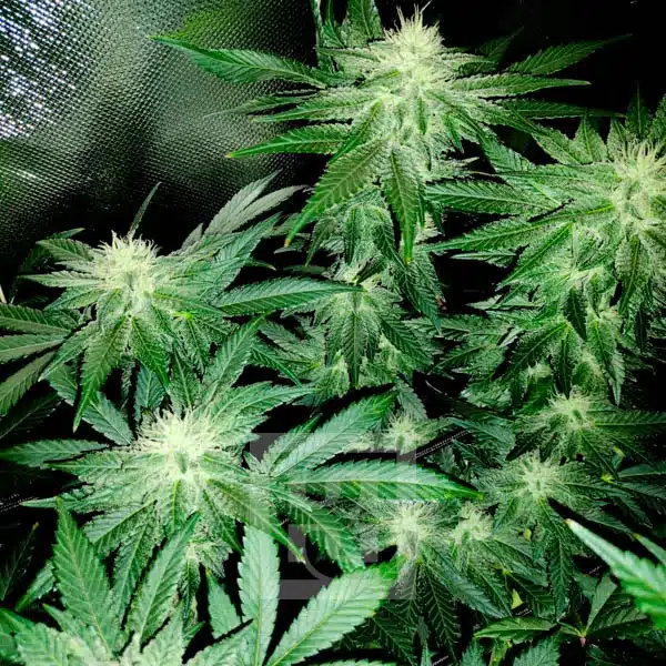 Blackberry Moonrocks flower time