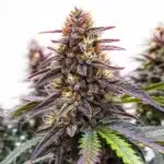 Blue Colombian Kush bud with deep purple leaves, thick trichomes, and orange pistils