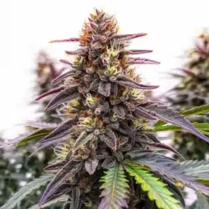 Blue Colombian Kush bud with deep purple leaves, thick trichomes, and orange pistils