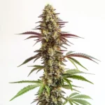 Frosty blue-hued Blue Cookies cannabis strain with compact buds.