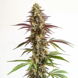 Frosty blue-hued Blue Cookies cannabis strain with compact buds.