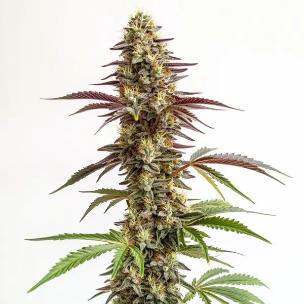 Frosty blue-hued Blue Cookies cannabis strain with compact buds.