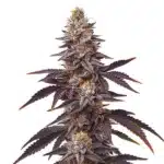 Blueberry Fast Version plant with purple leaves, orange pistils, and frosty buds.