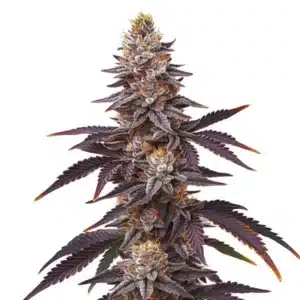 Blueberry Fast Version plant with purple leaves, orange pistils, and frosty buds.