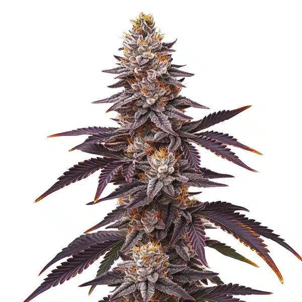 Blueberry Fast Version plant with purple leaves, orange pistils, and frosty buds.