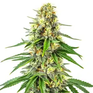 Budmint cannabis flower with mint-green leaves, orange pistils, and dense frosty buds.