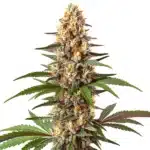 Cake Bomb strain with thick, resin-coated buds and orange pistils.