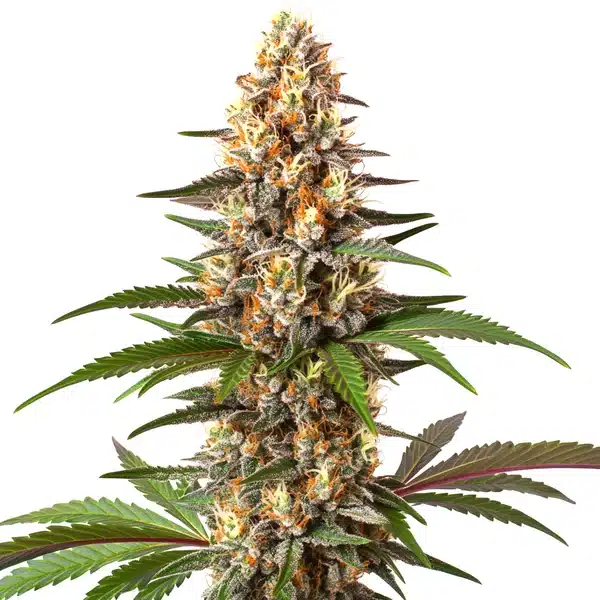 Cake Bomb strain with thick, resin-coated buds and orange pistils.