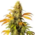 Compact California Hash Plant bud covered in sticky trichomes with dark green leaves.