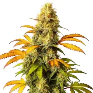 Compact California Hash Plant bud covered in sticky trichomes with dark green leaves.