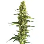 Candy Kush Fast Version showing dense green buds with bright orange hairs.