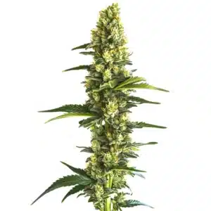 Candy Kush Fast Version showing dense green buds with bright orange hairs.