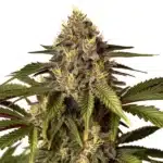 Candy Kush x Do-Si-Dos cannabis with vibrant green leaves and crystal trichomes.