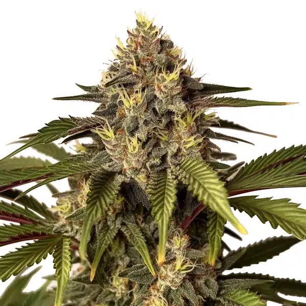 Candy Kush x Do-Si-Dos cannabis with vibrant green leaves and crystal trichomes.