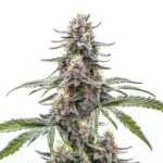 Cannatonic cannabis plant with dense, CBD-rich buds from Blimburn Seeds
