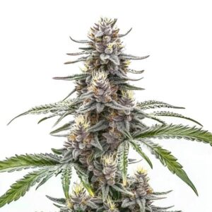 Cannatonic cannabis plant with dense, CBD-rich buds from Blimburn Seeds