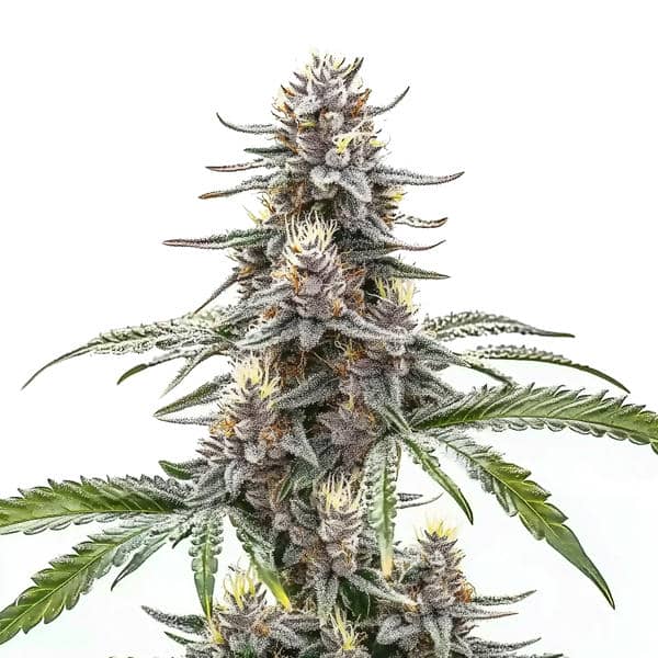 Cannatonic cannabis plant with dense, CBD-rich buds from Blimburn Seeds