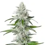 Chemdog Fast Version cannabis plant with heavy resinous buds and sharp serrated leaves.