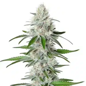 Chemdog Fast Version cannabis plant with heavy resinous buds and sharp serrated leaves.