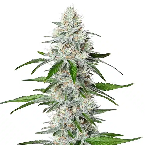 Chemdog Fast Version cannabis plant with heavy resinous buds and sharp serrated leaves.