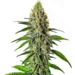 Cherry AK cannabis strain with resinous buds, deep green leaves, and bright orange hairs.