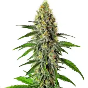 Cherry AK cannabis strain with resinous buds, deep green leaves, and bright orange hairs.