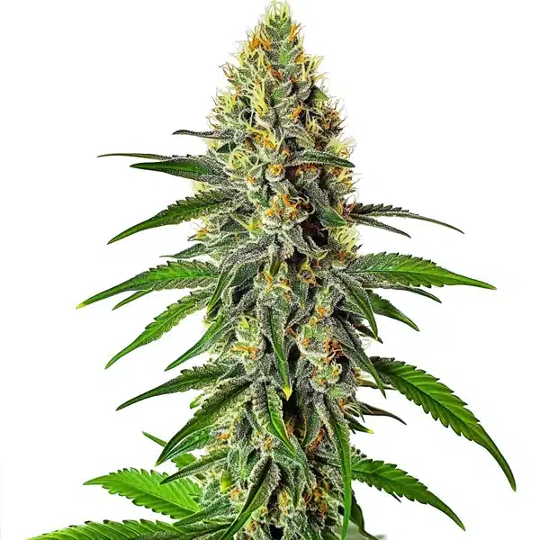 Cherry AK cannabis strain with resinous buds, deep green leaves, and bright orange hairs.