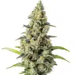 Chocolate Fondue cannabis plant with orange pistils and frosty trichomes.