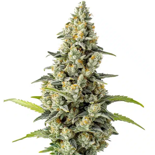 Chocolate Fondue cannabis plant with orange pistils and frosty trichomes.