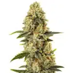 Critical Bilbo Fast Version cannabis plant with resinous buds and vibrant foliage.