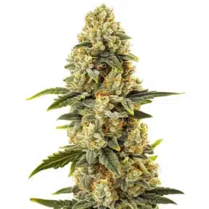 Critical Bilbo Fast Version cannabis plant with resinous buds and vibrant foliage.