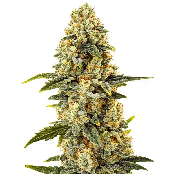 Critical Bilbo Fast Version cannabis plant with resinous buds and vibrant foliage.