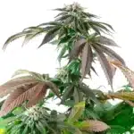 Critical Bubba Kush cannabis with purple-tinted leaves and resinous green buds.