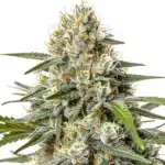 Critical Nicky Kush with compact frosty buds and orange pistils on green foliage.