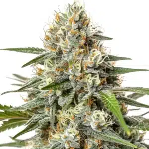 Critical Nicky Kush with compact frosty buds and orange pistils on green foliage.