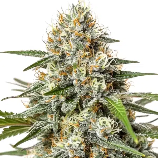Critical Nicky Kush with compact frosty buds and orange pistils on green foliage.