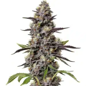 Critical Purple Kush with dense purple buds and a frosty resin coat.