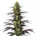 Purple-hued Dolato cannabis buds covered in frosty trichomes and bright orange pistils.