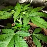 Blackberry Moonrocks plant