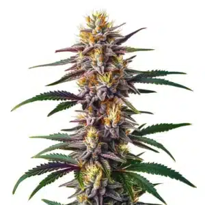 Gelato Fast Version cannabis plant with frosty buds and a sweet, creamy aroma.