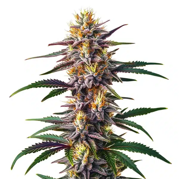 Gelato Fast Version cannabis plant with frosty buds and a sweet, creamy aroma.