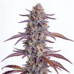 Mimosa cannabis plant with vibrant purple and green buds, highlighted by orange pistils, and covered in glistening trichomes, set against a clean white background