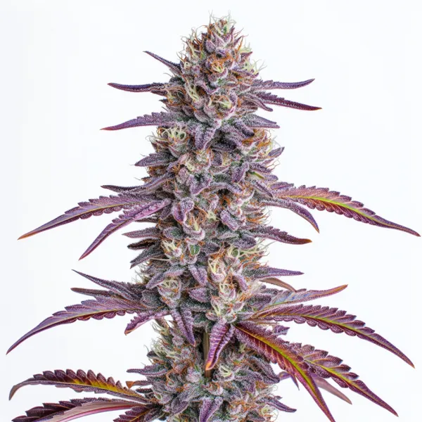 Mimosa cannabis plant with vibrant purple and green buds, highlighted by orange pistils, and covered in glistening trichomes, set against a clean white background